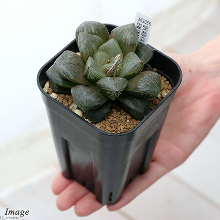 楽天市場 観葉植物 品種系ハオルチア 巨大紫窓大紫水晶オブツーサ ３号 １鉢 北海道冬季発送不可 Charm 楽天市場店