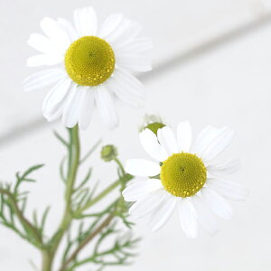 iϗtAjn[uc@J~[@[}@3i3|bgj@ƒ؉