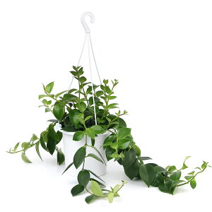 iϗtAjGXLiTX@i킨܂@݂蔫^Cv@5i1j