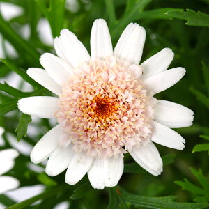 iϗtAjTg[@{U}[Kbg@C`SV[g@3D5i1|bgj