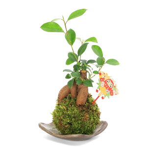 iϗtAjK[fjO܁Iۋʁ@KW}i1jvqā@і