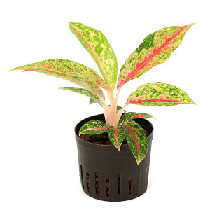 iϗtAjnChc9ӁELTCY@AOIl}@iCgXp[Ni1|bgj