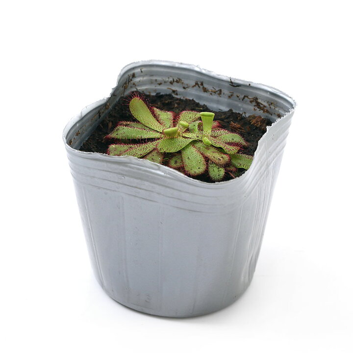 楽天市場 食虫植物 モウセンゴケ ハミルトニー 3号 1ポット Charm 楽天市場店 楽天市場 食虫植物 モウセンゴケ ハミルトニー 3号 1ポット Charm 楽天市場店