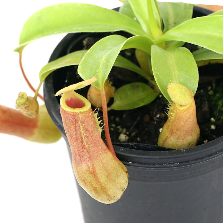 楽天市場】（食虫植物）ウツボカズラ ネペンテス ベントリコーサ 2 