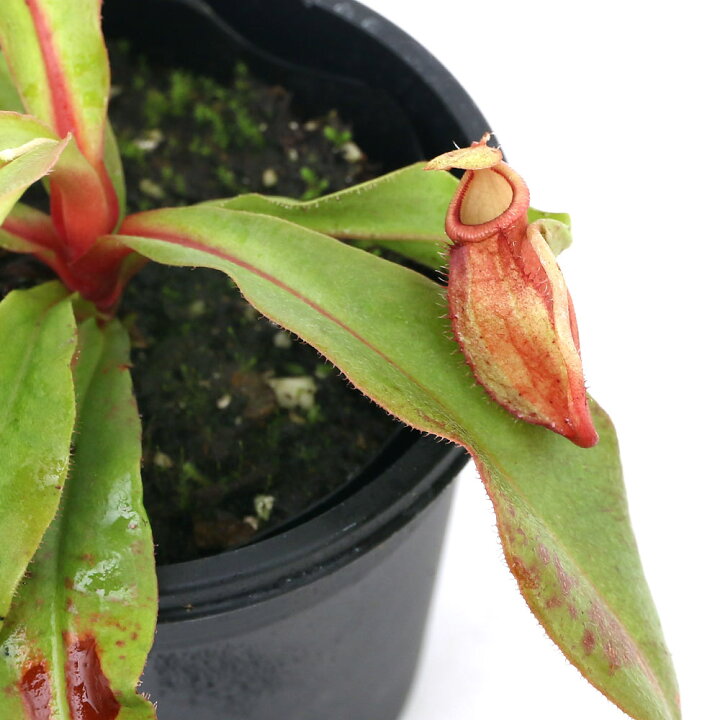 楽天市場】（食虫植物）ウツボカズラ ネペンテス バイキング 2．5 