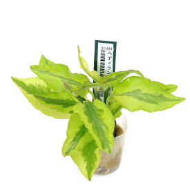 （観葉植物）ミニ観葉　オアシス苗　ぺディランサス　黄斑入り（1苗）