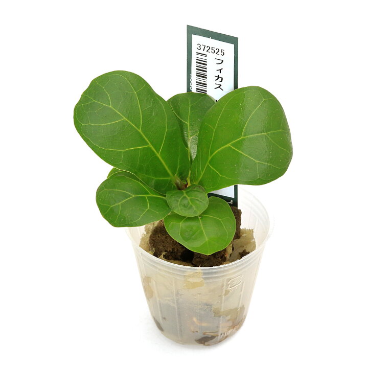 楽天市場】（観葉植物）ミニ観葉 オアシス苗 フィカス リラータ 