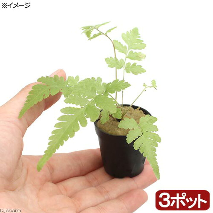 楽天市場 テラリウム ビバリウムプランツ おまかせシダ植物 ３ポット Charm 楽天市場店