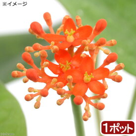 （観葉植物）ヤトロファ　サンゴアブラギリ（珊瑚油桐）　3～4号（1ポット）　コーデックス【HLS_DU】