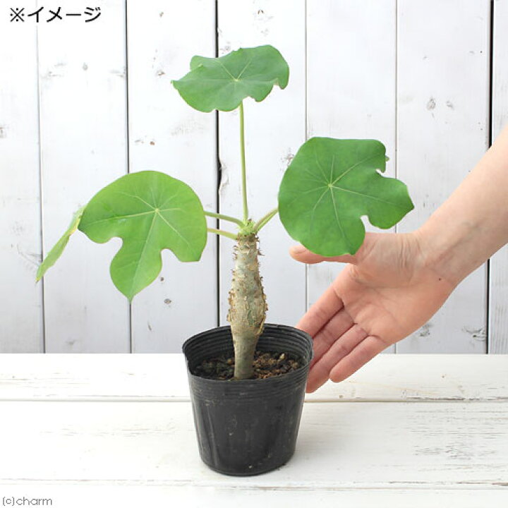 楽天市場】（観葉植物）ヤトロファ サンゴアブラギリ（珊瑚油桐） 3 