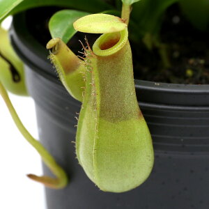 農業資材 ガーデニング用品 食虫植物 観葉植物の人気商品 通販 価格比較 価格 Com