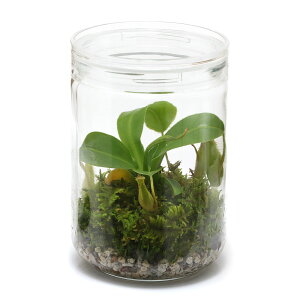 苔 盆栽 キットの人気商品 通販 価格比較 価格 Com