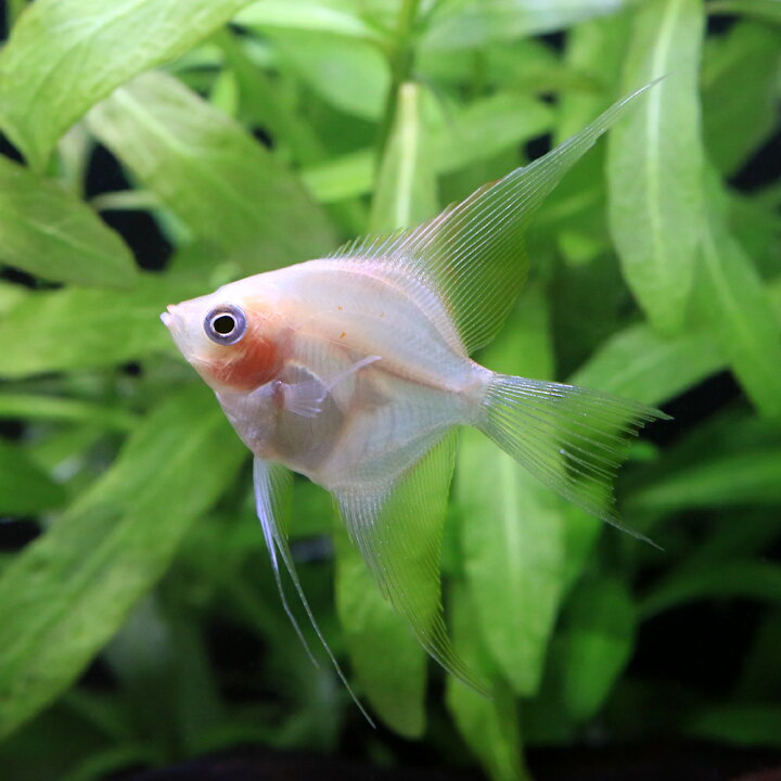 楽天市場】（熱帯魚）マンダリンベールテールエンゼルフィッシュ（国産 