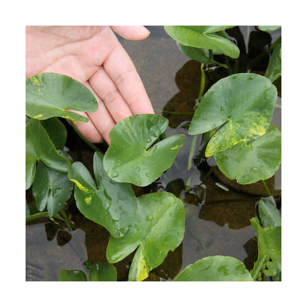 （ビオトープ）水辺植物　河骨　斑入りコウホネ（１ポット）　浮葉植物