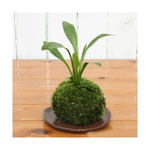 i~́jۋʁ@I_J@i킨܂i1j@ϗtA@RPʁixԁj