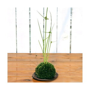 i~́jۋʁ@JcOTi1j@ϗtA@RPʁixԁj