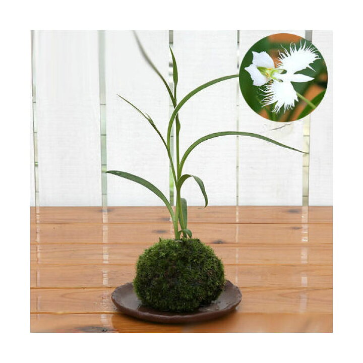 楽天市場 盆栽 苔玉 サギソウ 二株 １個 観葉植物 コケ玉 Charm 楽天市場店
