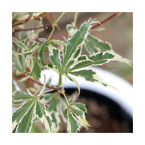 i~́j~W@|bg@ԎiinicJTj4`6i1jsixԁj