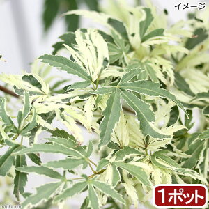 i~́j~W@|bg@Ӓ̕iR`Em}Cj@4`6i1jsixԁj