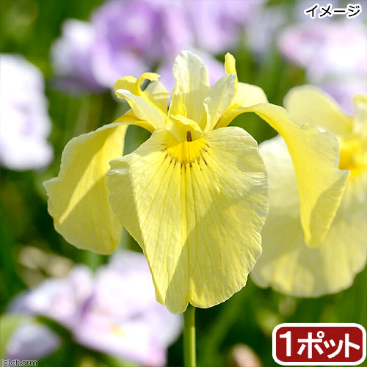 楽天市場 ビオトープ 水辺植物 花菖蒲 みちのく黄金 ミチノクコガネ 薄黄色三英花 １ポット 休眠株 Charm 楽天市場店