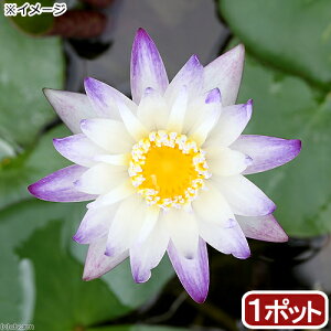 irIg[vj@@Mѐ@iXCjij@p[vWCi1|bgjiJSj