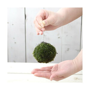 i~́j~jۋʁ@݂邵ʁi1j@ϗtA@RP