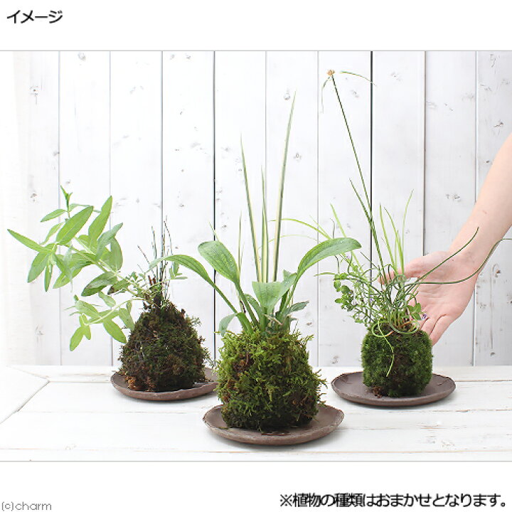 楽天市場 盆栽 苔玉 水辺植物3種寄せ植え 品種おまかせ 3個 観葉植物 コケ玉 Charm 楽天市場店 楽天市場 盆栽 苔玉 水辺植物3種寄せ植え 品種おまかせ 3個 観葉植物 コケ玉 Charm 楽天市場店