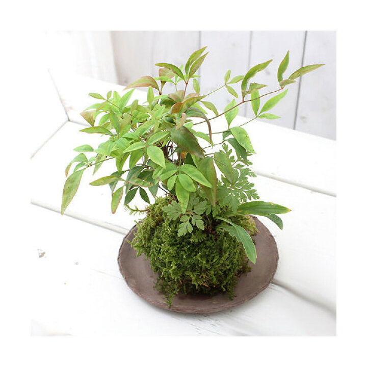 楽天市場 盆栽 苔玉 山野草３種寄せ植え 品種おまかせ ３個 観葉植物 コケ玉 Charm 楽天市場店