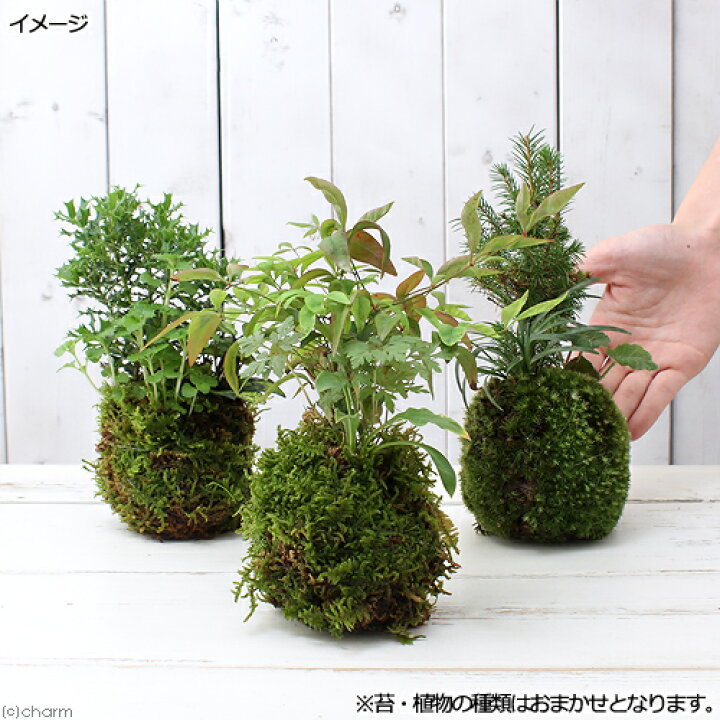 73 以上節約 盆栽 苔玉 ｖｅｒ ミニ樹木 品種おまかせ ３個 観葉植物 コケ玉 Rmladv Com Br