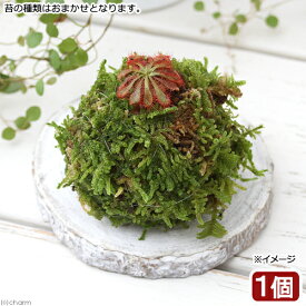 （盆栽）ミニ苔玉　モウセンゴケ　品種おまかせ（1個）　観葉植物　コケ玉【HLS_DU】