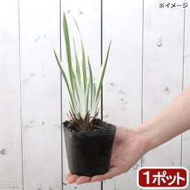 （ビオトープ）水辺植物　花菖蒲　斑入りハナショウブ（1ポット）　湿性植物【HLS_DU】