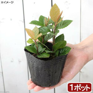 (山野草)盆栽 ツルコウジ(蔓柑子) 3号(1ポット)(休眠状態)