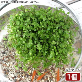 （水草）水生植物　★育成済★　メダカが喜ぶ浮き島仕立て！〜前景草ミックス〜　浮き島　産卵　隠れ家（水上葉）（1個）