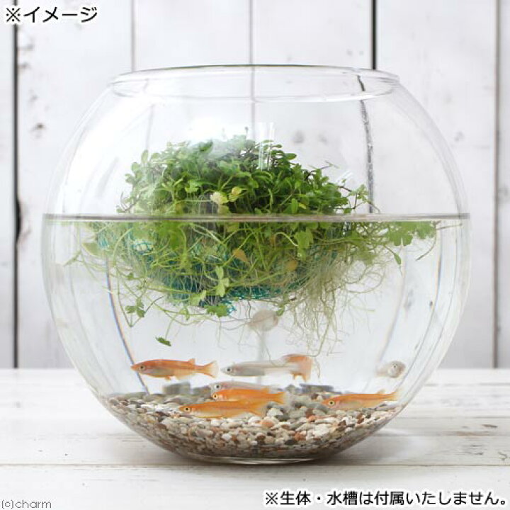 楽天市場 水草 水辺植物 育成済 メダカが喜ぶ浮き島仕立て 前景草ミックス 浮き島 産卵 隠れ家 水上葉 1個 北海道航空便要保温 Charm 楽天市場店 楽天市場 水草 水辺植物 育成済 メダカが喜ぶ浮き島仕立て 前景草ミックス 浮き島 産卵 隠れ家 水上葉 1個 北海道航空便要保温 Charm 楽天市場店
