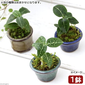 楽天市場 盆栽 豆鉢の通販