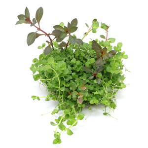 ijA@琬ρ@_JԘ̂ѓdāI`ԌnVerD`@@Y@BƁitji1j