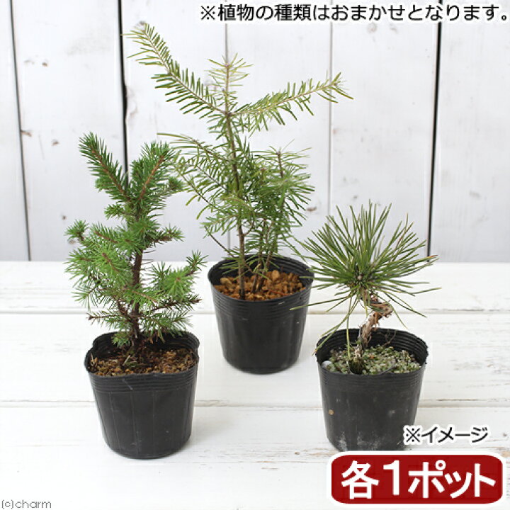 楽天市場 山野草 盆栽 マツ 松 おまかせ３種セット 樹高１５ ３０ｃｍ ２ ５ ３号 Charm 楽天市場店
