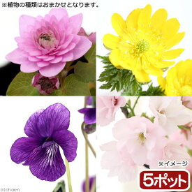 （山野草）春の植物　品種おまかせ（5ポット）【HLS_DU】