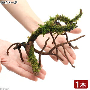 (テラリウム)苔 テラ向け ブランチアーチ流木 ハイゴケ付き(約15〜20cm)(1本)