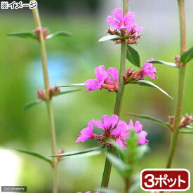 楽天市場 ミソハギ 花の通販 楽天市場 ミソハギ 花の通販
