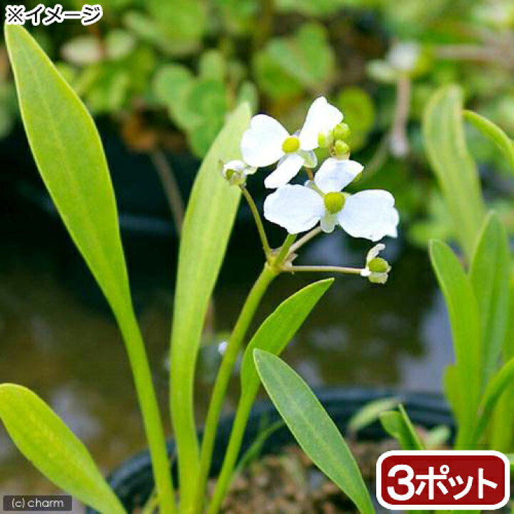 楽天市場 山野草 ナガバオモダカ 長葉オモダカ ３ポット分 休眠株 Charm 楽天市場店