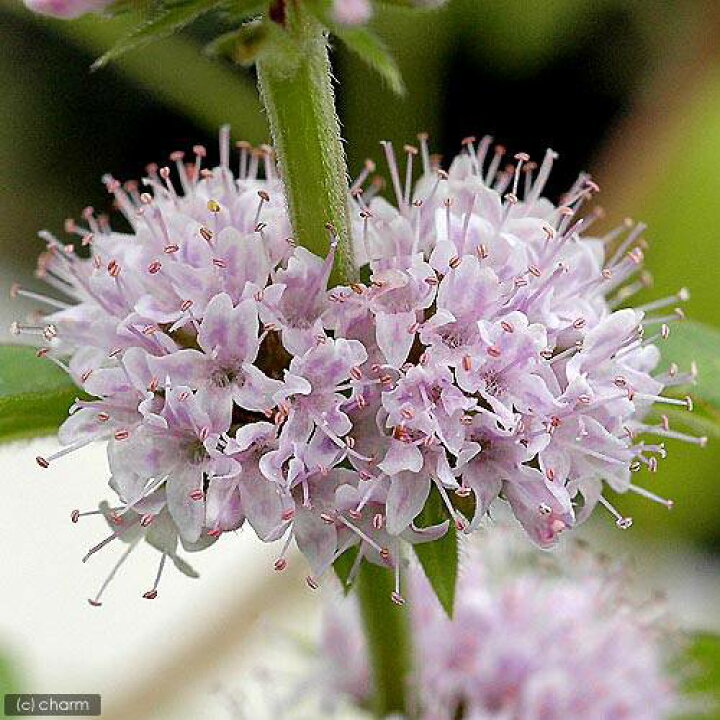 楽天市場 ビオトープ 水辺植物 ニホンハッカ 原種 3ポット 抽水植物 Charm 楽天市場店 楽天市場 ビオトープ 水辺植物 ニホンハッカ 原種 3ポット 抽水植物 Charm 楽天市場店