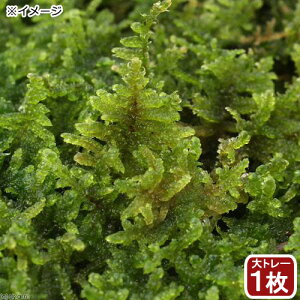 �i�e�����E���j�ہ@��g���[�@�n�C�S�P�@��g���[1�����@48×33cm