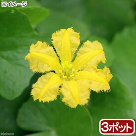 （ビオトープ）水辺植物　アサザ　レモンイエロー花（3ポット）　浮葉植物【HLS_DU】