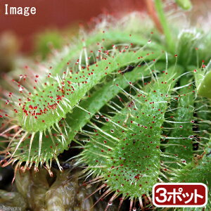 観葉植物 モウセンゴケの人気商品 通販 価格比較 価格 Com
