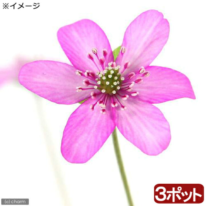 楽天市場 山野草 ユキワリソウ 雪割草 赤花 標準花 ２ ５号 ３ポットセット 休眠株 Charm 楽天市場店