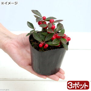 (山野草)盆栽 大実ゴールテリア(大実コウジ チェッカーベリー) 3号( 3ポット)(休眠状態)