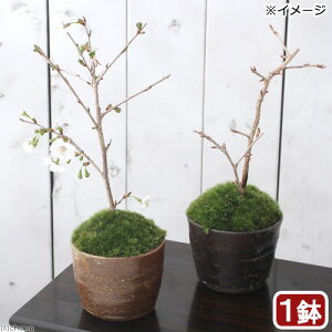 (山野草)苔盆栽 サクラ(桜)富士桜 穴有益子焼植木鉢(還元)(1鉢)