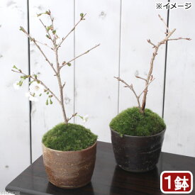 （山野草）苔盆栽　サクラ（桜）富士桜　穴有益子焼植木鉢（炭化）（1鉢）【HLS_DU】