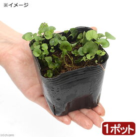 （ビオトープ）水辺植物　アオイゴケ（ダイコンドラ・ミクランサ）　3号（1ポット）　湿性植物【HLS_DU】